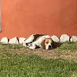 Il Colle Affittacamere Faicchio