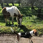 Affittacamere Il Colle
