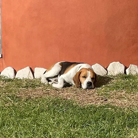 Il Colle Гостевой дом Faicchio