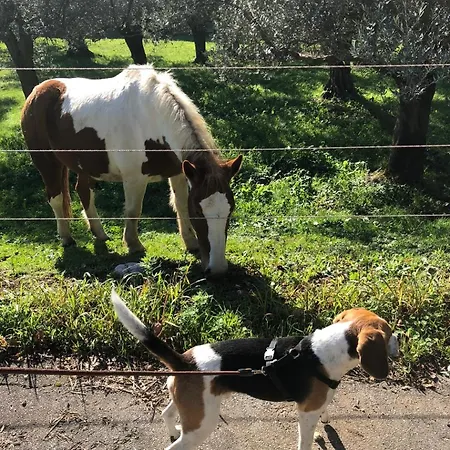 Гостевой дом Il Colle