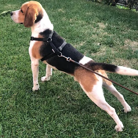 Maison d'hôtes Il Colle Faicchio