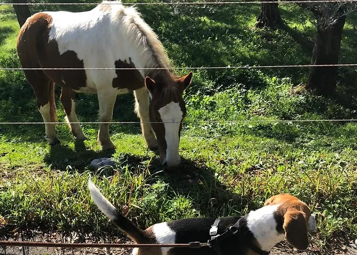 Πανσιόν Il Colle