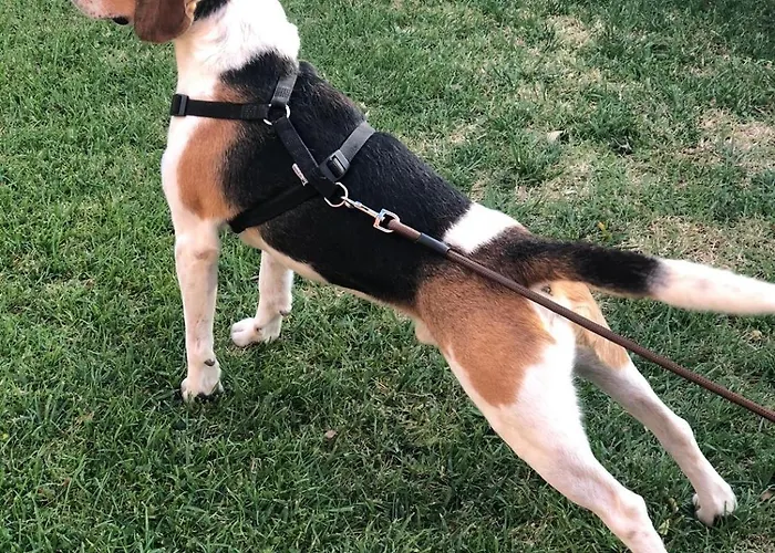 Πανσιόν Il Colle Faicchio